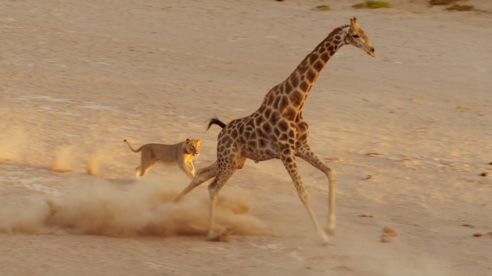 Fans were amazed by the spectacular chase in this episode of Planet Earth