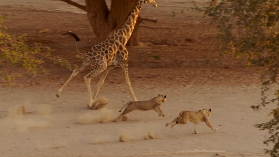 It lead to a dramatic chase with another lioness