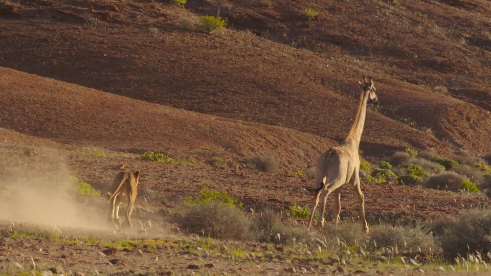 The chase ended with the giraffe getting away