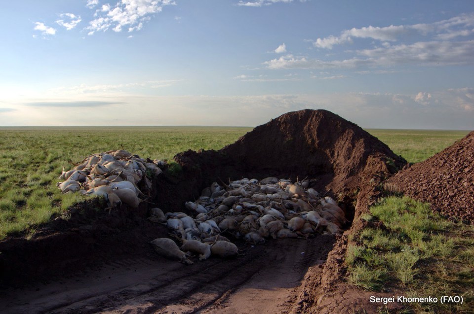 To prevent any possible crossover of pathogens from dead saiga to other wildlife or to domestic livestock, government teams collected and buried saiga carcasses