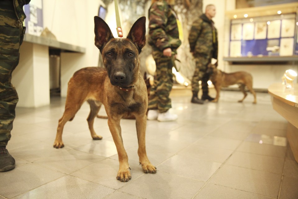 A Korean scientist has cloned dogs which have a "super" sense of smell