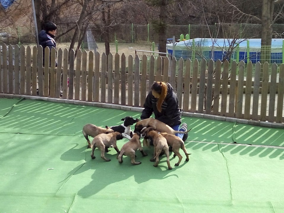 The dogs first challenge is to learn Russian as they currently only understand commands in Korean