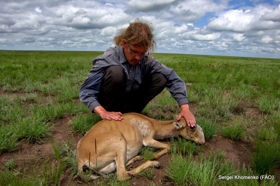 Dr Steffen Zuther, saiga ecology expert with the Association for Conservation of Biodiversity in Kazakhstan, examining a dying female saiga.