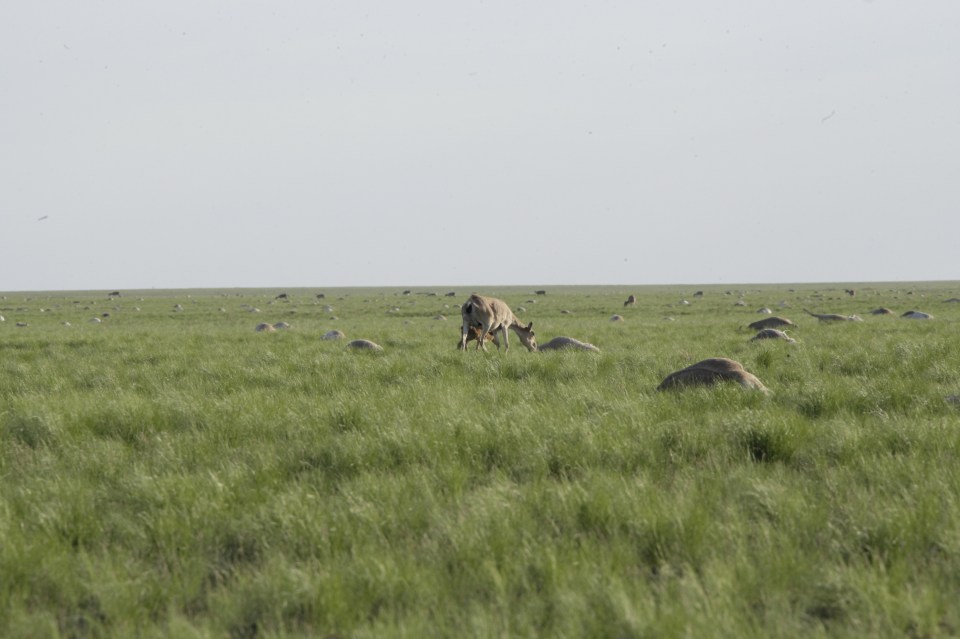 Saiga antelope with a baby grazes next to carcasses of dead antelopes