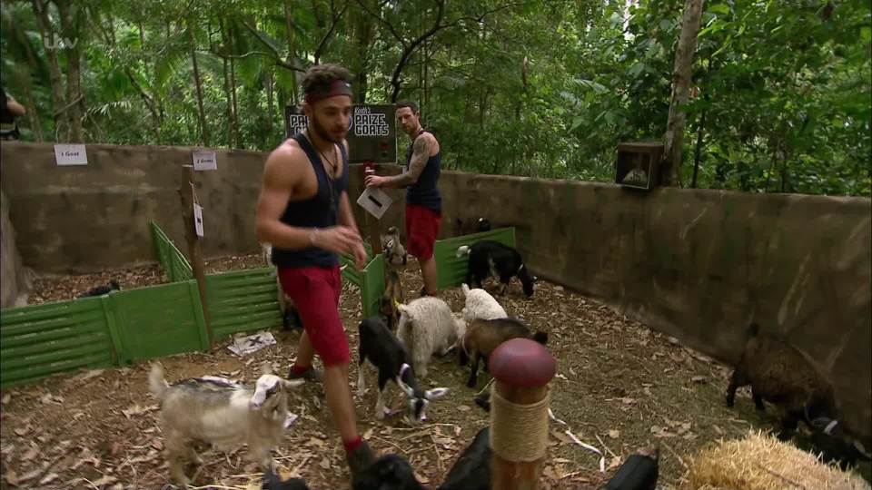 Wayne Bridge and Adam Thomas took part in the Dingo Dollar Challenge with lots of goats in a pen