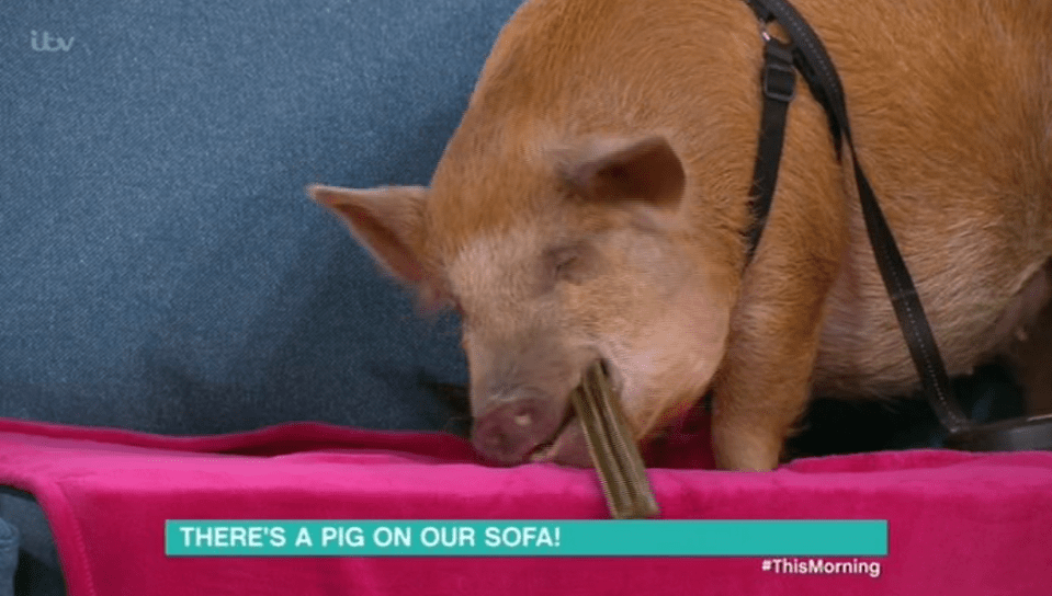  Holly was baffled by their decision to get a pet pig