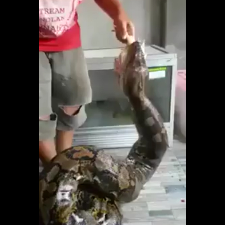 The python devours chicken after chicken, eating four in the space of two minutes