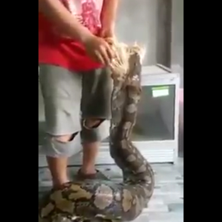 The man drops a whole chicken into the python's waiting jaws