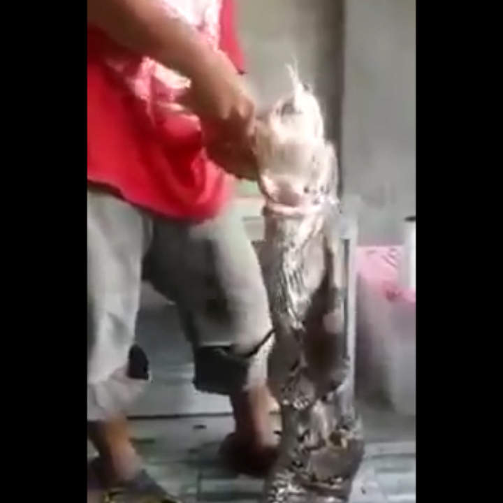 The snake's owner brings it dinner in his back yard in Thailand