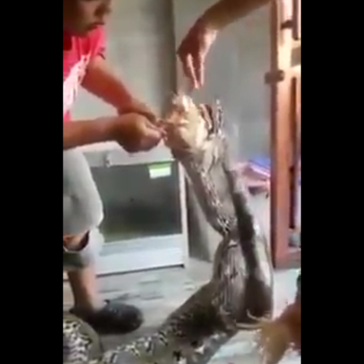 Finally, another man drops a rat into the snake's mouth for dessert