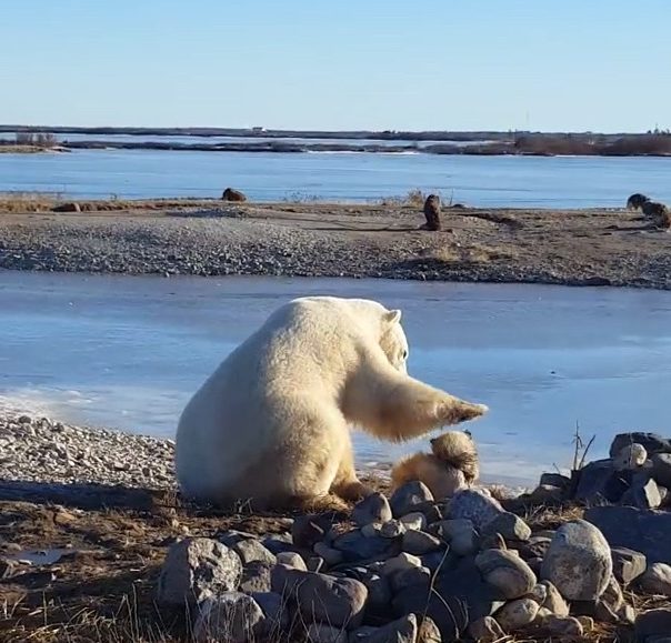 touching-moment-a-wild-polar-bear-pets-a-chained-up-sled-dog-in-canada-00_00_01_05-still001