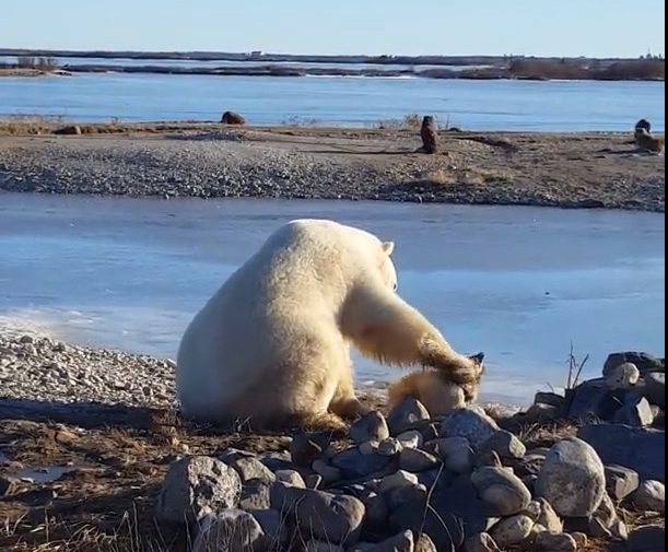 touching-moment-a-wild-polar-bear-pets-a-chained-up-sled-dog-in-canada-00_00_02_18-still002