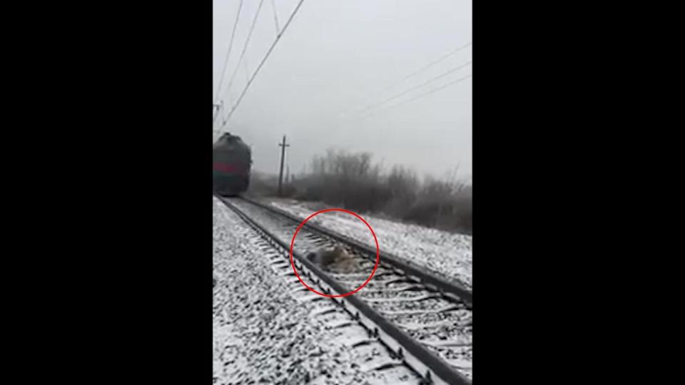  The spine-tingling footage shows the train hurtling towards the dogs as they cower on the tracks