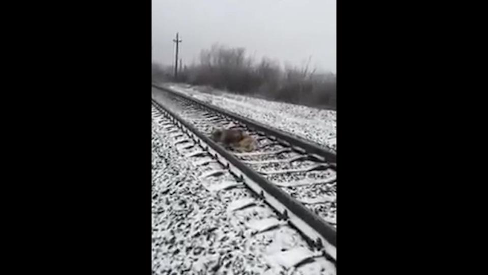  Incredibly, the train passes and the dogs appear unharmed