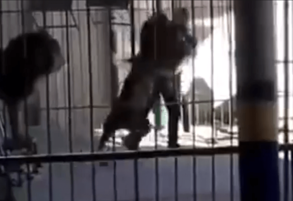  Another caged lion watches on as the lion forced to perform reacts to the lion tamer who stuck his face just inches from his nose