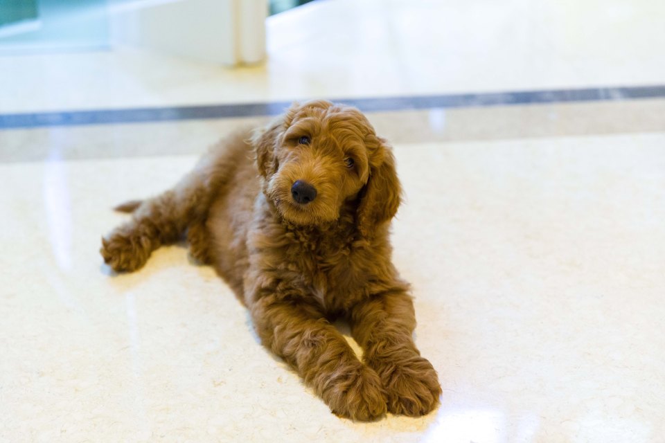  Donald Trump has 'picked' a Goldendoodle pooch to be the pet of the new First Family