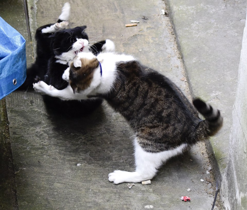 cats downing street