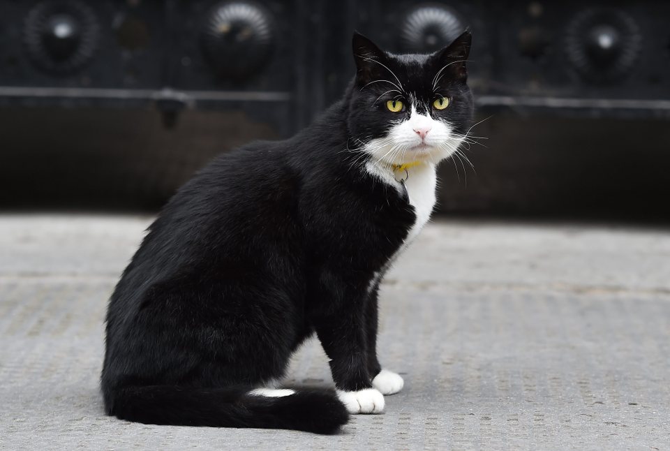 Palmerston