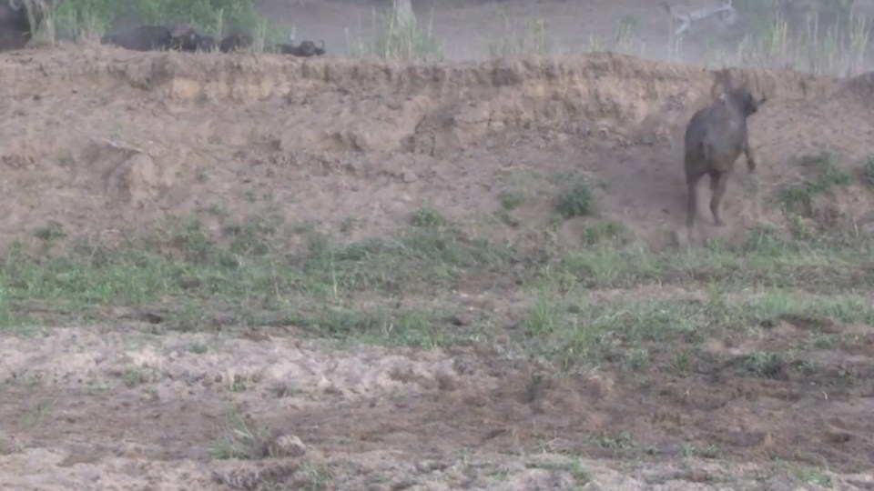  However by the end of the video the lions become more interested in fighting each other and the buffalo makes a lucky escape