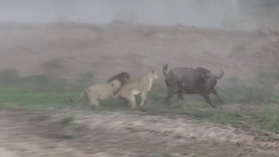  The footage shows a lone buffalo being targeted by two prides of lions