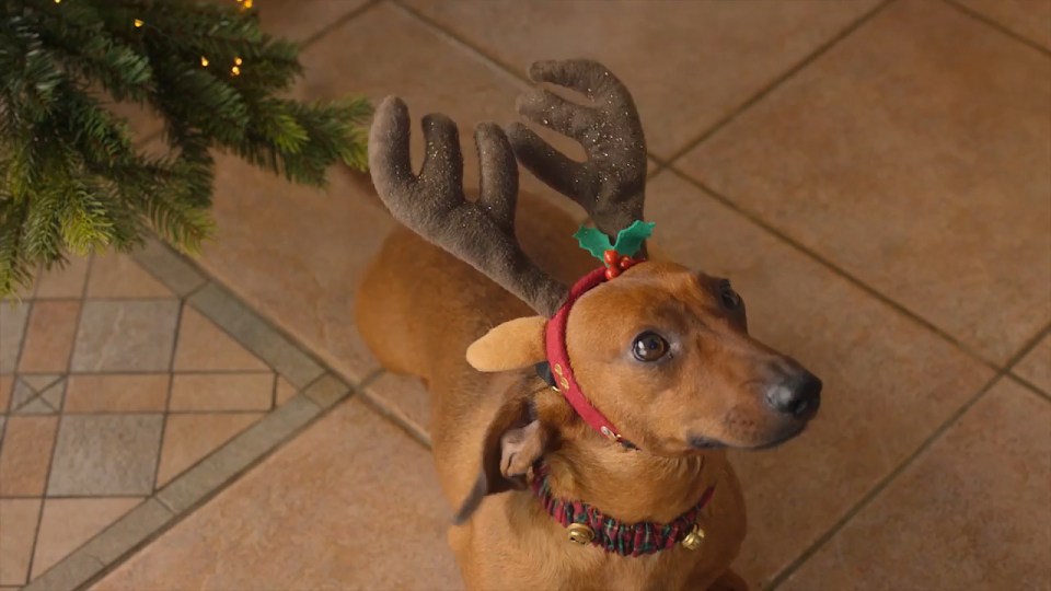 Their cute sausage dog is dressed in a reindeer antler headband