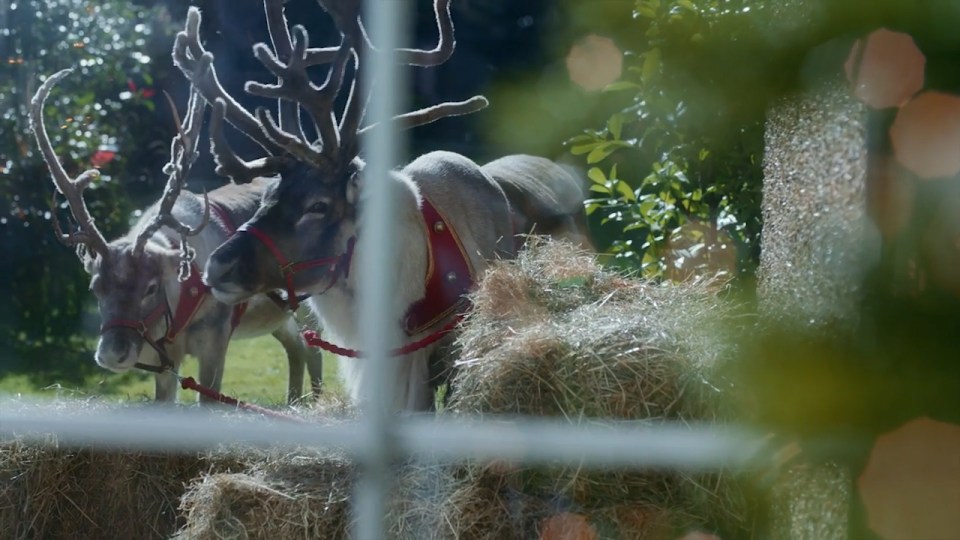 Mrs Claus looks after Nick and their many animals...including reindeer... 