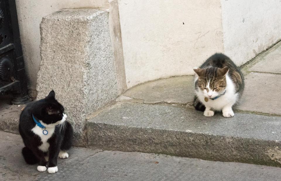 Downing St cats