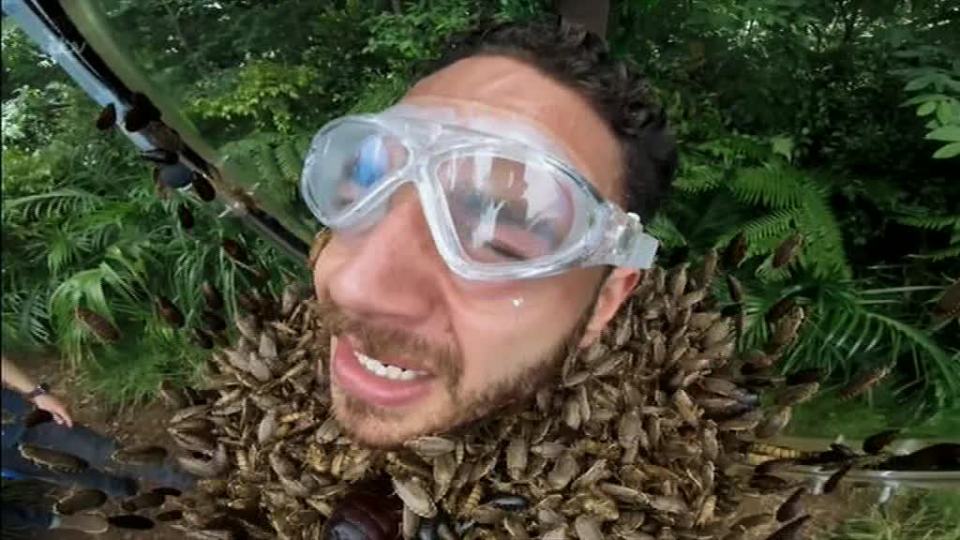  Adam was surrounded by the insects