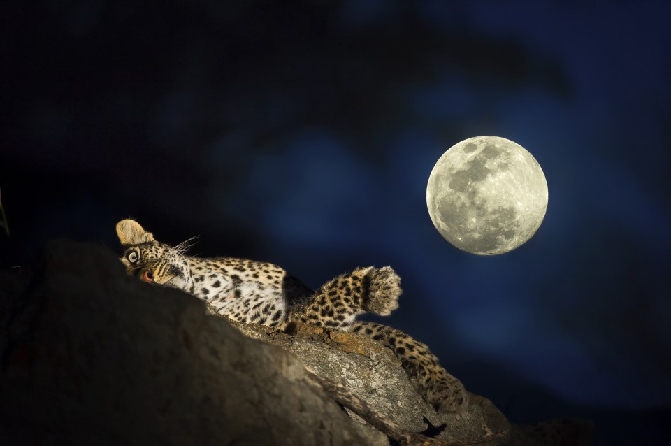  A leopard caught relaxing on a branch under the moon