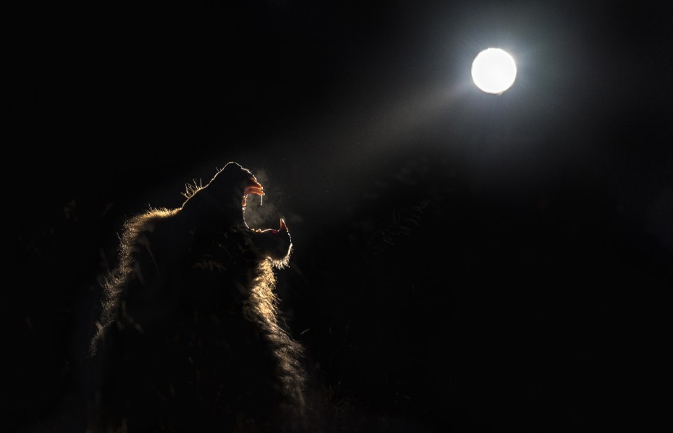  A lion roars under a full moon