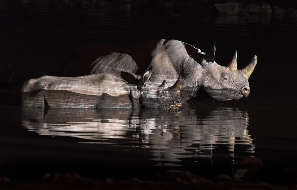  A rhino mother and its calf go for a midnight swim