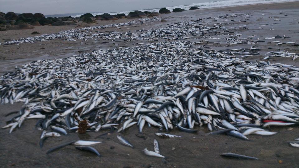 Thousands of dead fish lie scattered across the beach at low tide