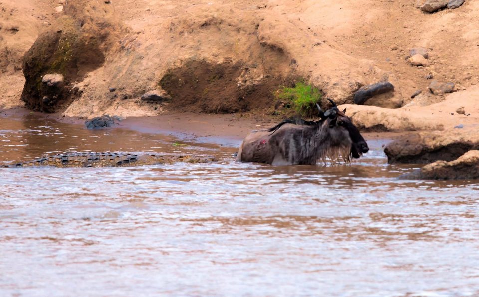 After fighting for its life, the wildebeest rushes to the nearest piece of land