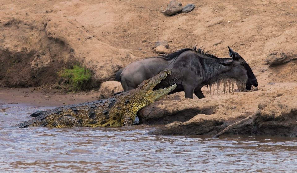 The lucky wildebeest managed to escape the jaws of a hungry crocodile after being moments away from death