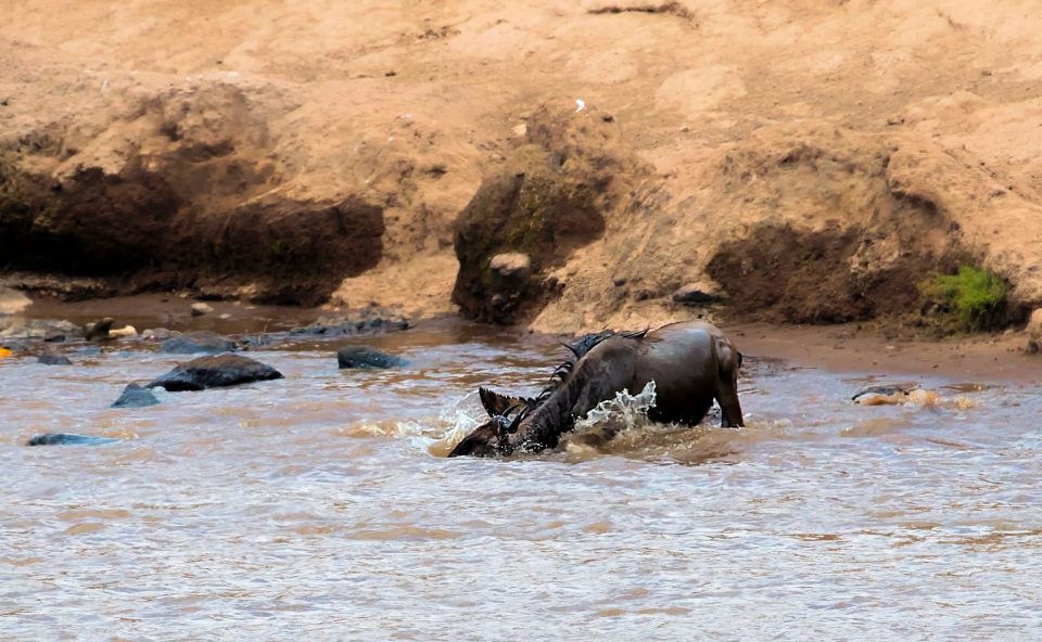 The brave and battling beast resisted the croc's attempts to drag it under the water