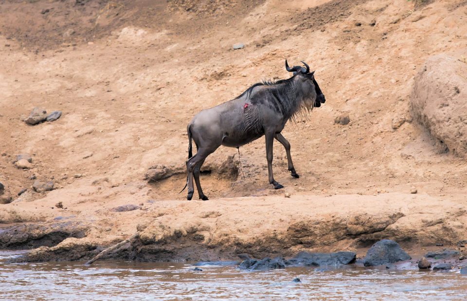 The animal managed to escape with just a small injury to the back