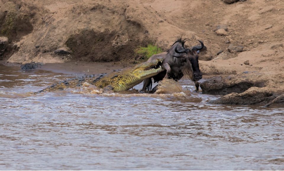 The wildebeest got itself into a sticky situation when the crock tried to grab it