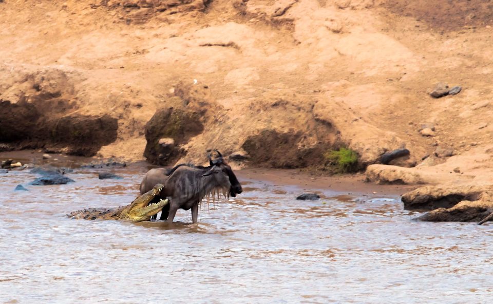 The wildebeest got itself into a sticky situation when the crock tried to grab it