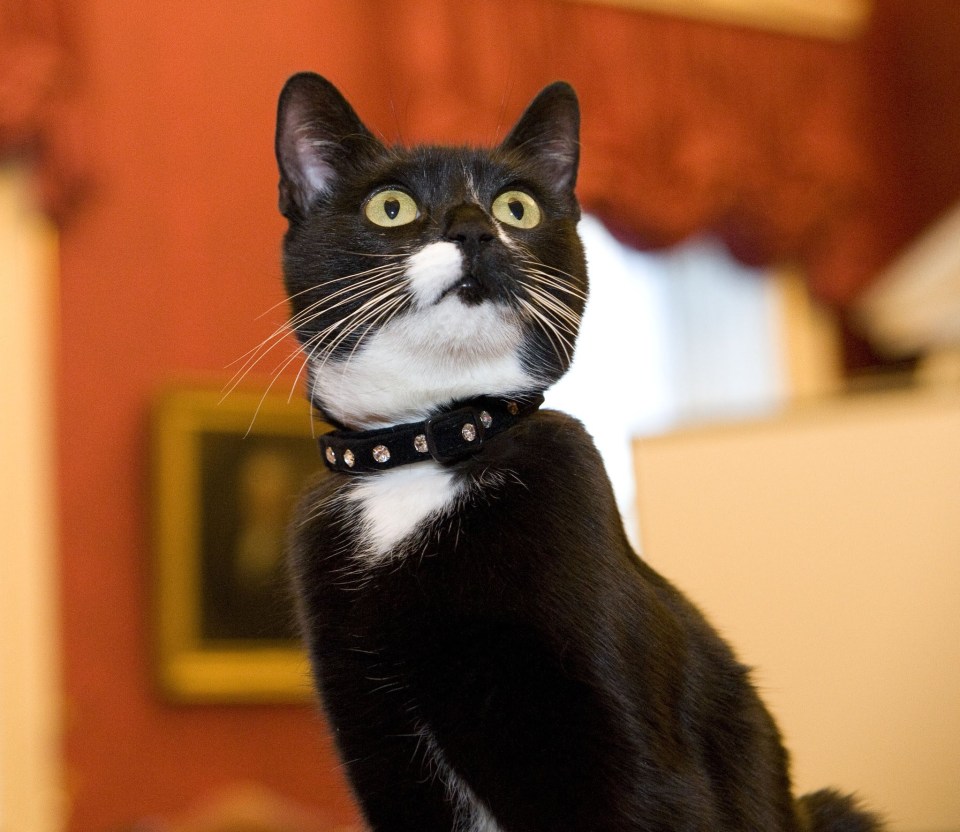 Evie, the Cabinet Office cat named after first female Perm Sec Evelyn Sharp