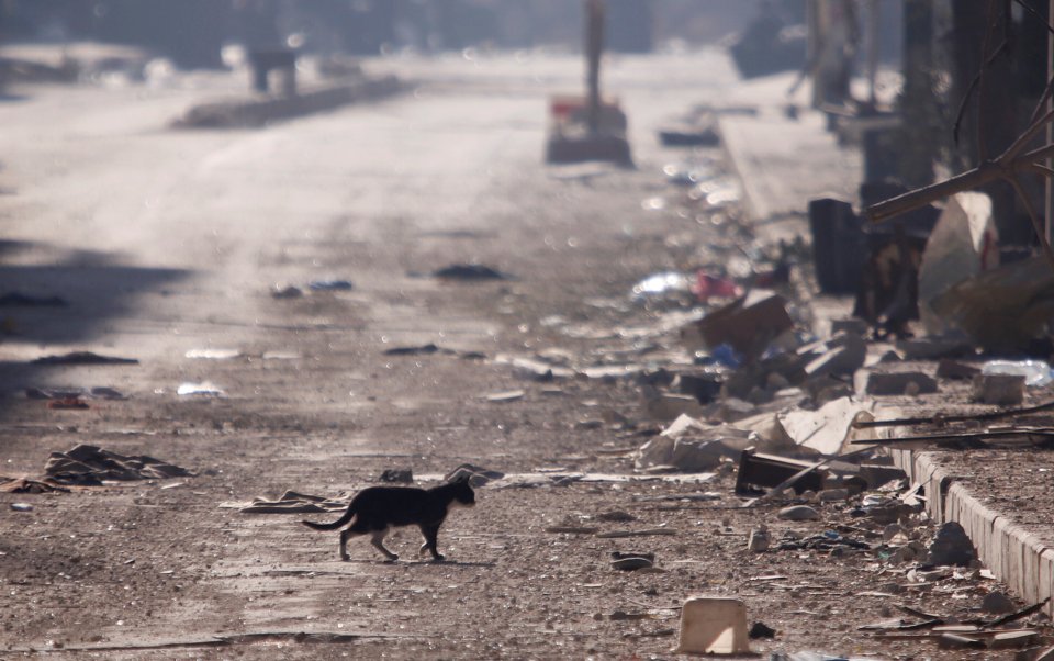  A cat is seen walking amid the debris in a government held area of Aleppo