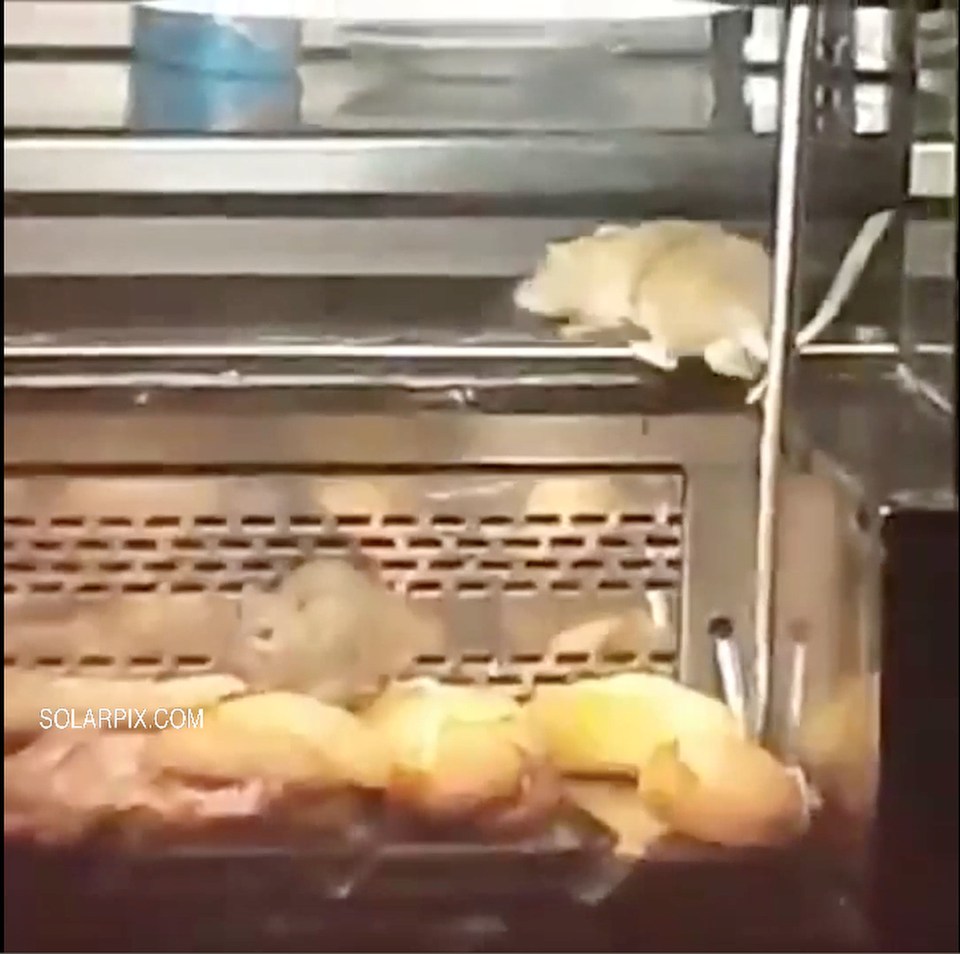 Spanish Passers by spotted and videoed Rats in pastry counter in a Bakery in Madrid and reported in to the Police.