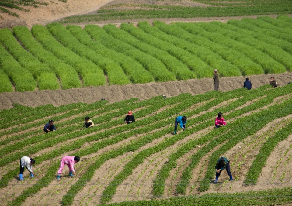 Children farming in a field