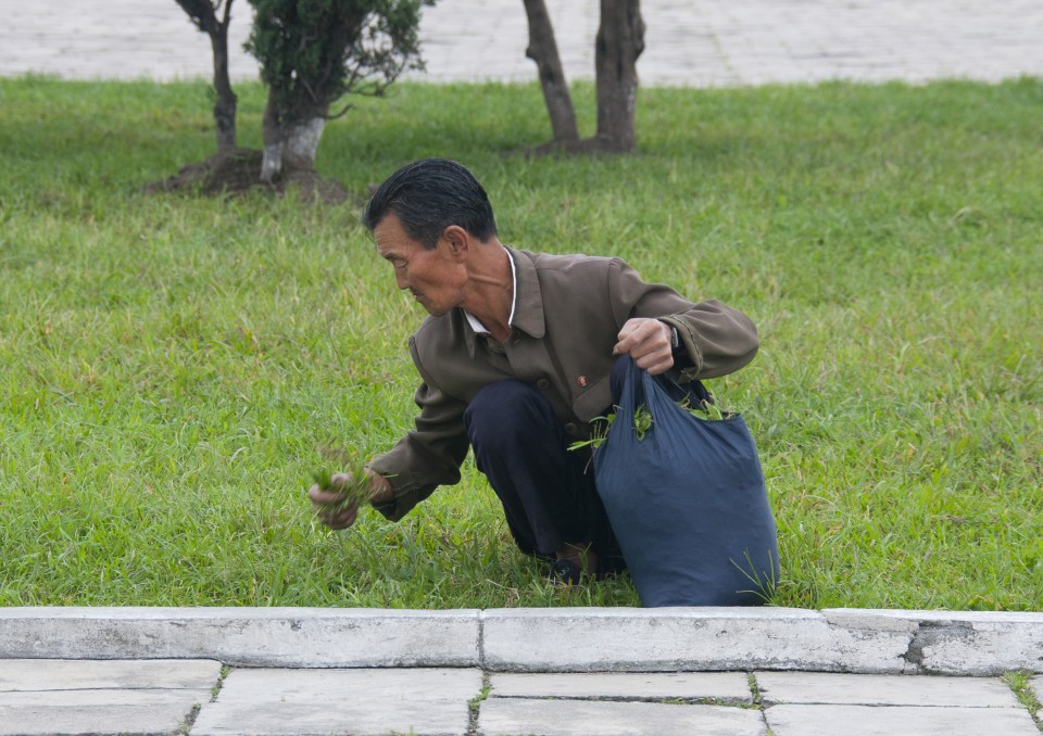 This bizarre image shows a man eating grass in a public park, which guides get 'furious' at if photographed