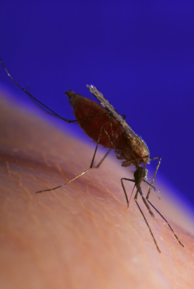 Malaria mosquito, Anopheles gambiae, feeding