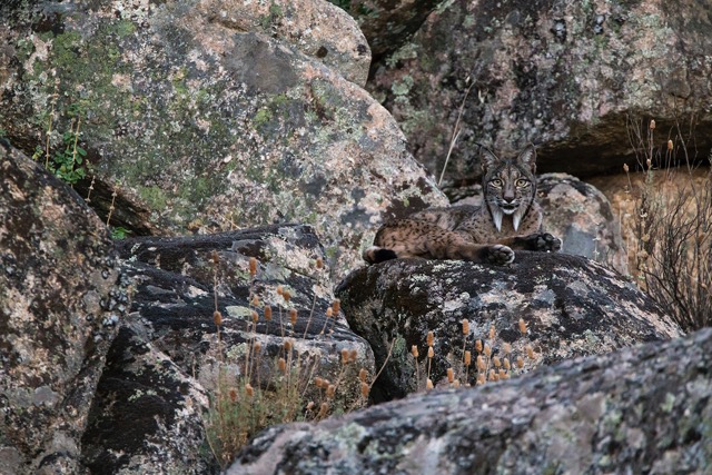 Luke Massey from the UK took this picture of the rare and endangered Iberian lynx in the Sierra de Andujar National Park 