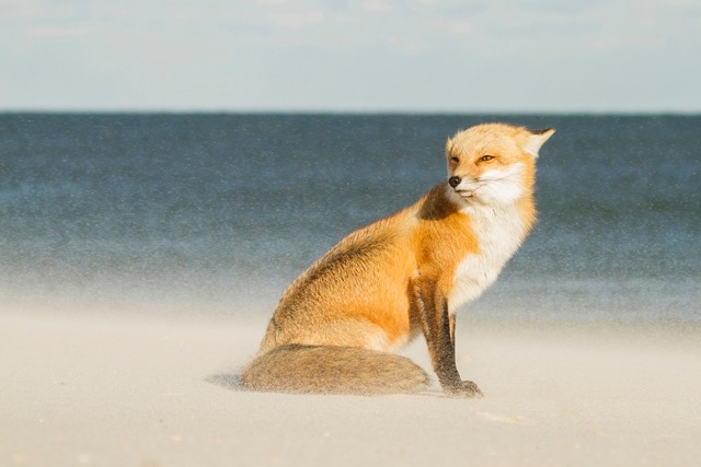 Courtney Moore was given an award for her images of foxes on a winter's morning in Island Beach State Park, New Jersey 