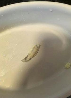  The company says it is extremely unlikely the slug got into the milk in its factory and it is investigating