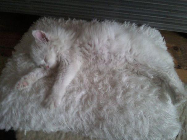  While this fluffy feline camouflages himself with a fluffy white rug