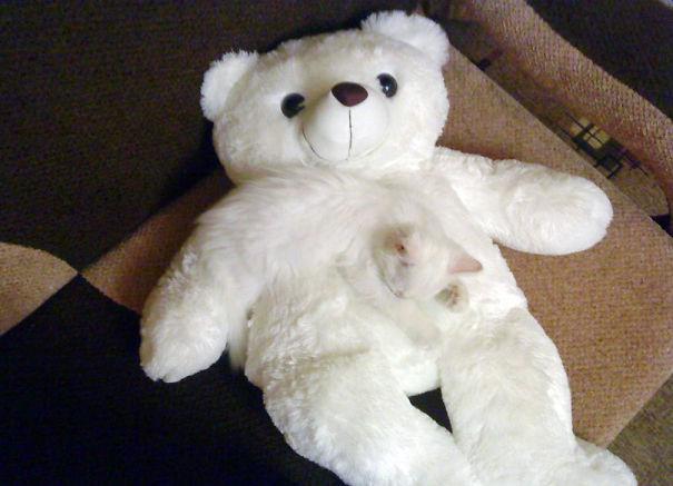  Cute kitty hugs his teddy - and completely disappears