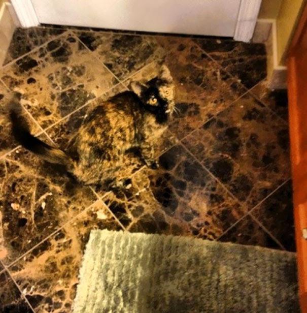  This tiny kitty had better watch out - his owners could easily step on him as he blends in with their tiled floor